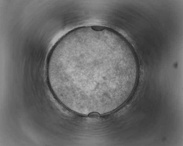 X0000115591469200912081038