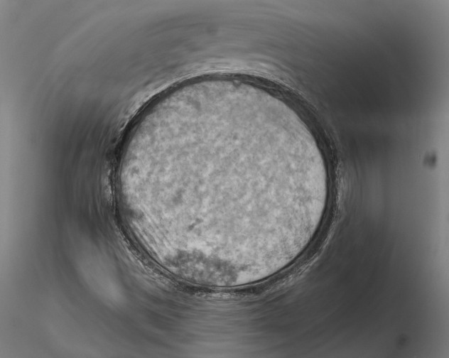 X0000115591497200912081037