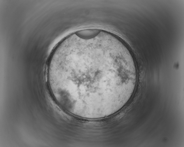 X0000115591510200912081037