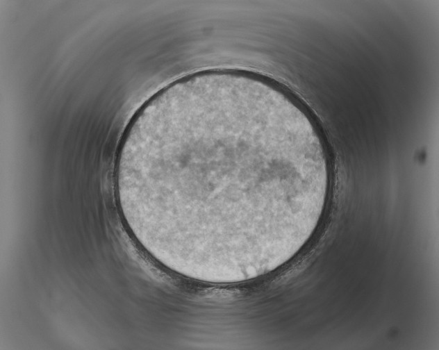 X0000115591513200912081037