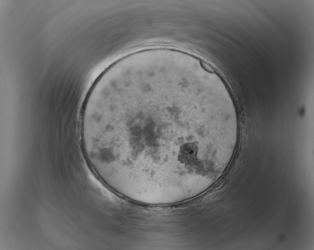 X0000115591527200912081037