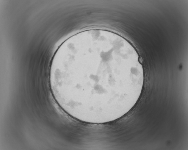 X0000115591534200912081037