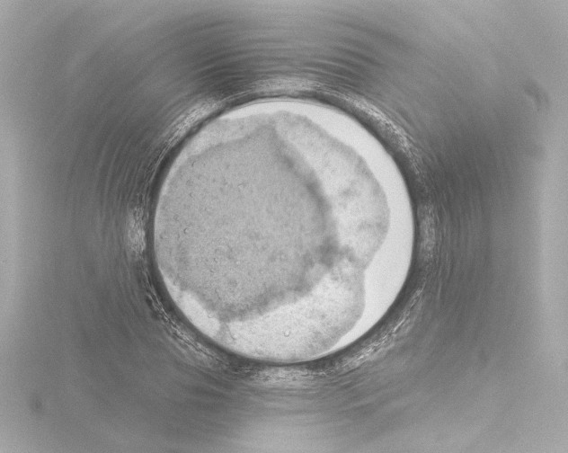 X0000115590929200912221105