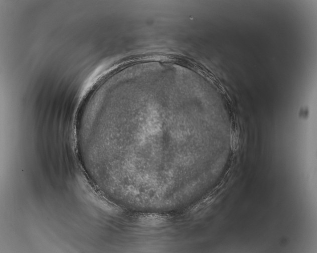 X0000115600198200912011534