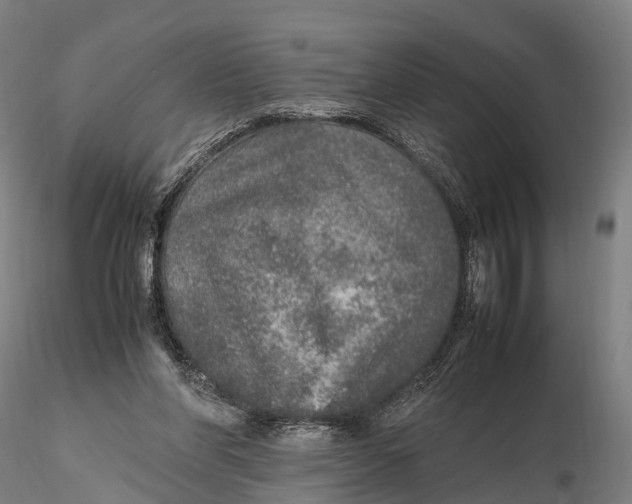 X0000115600206200912011534