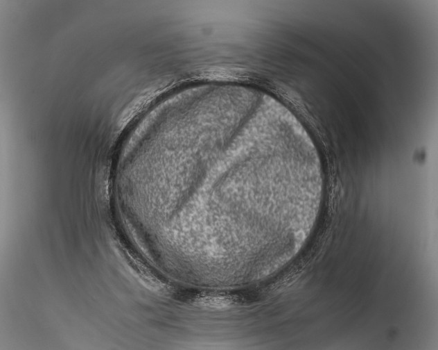 X0000115600299200912011533