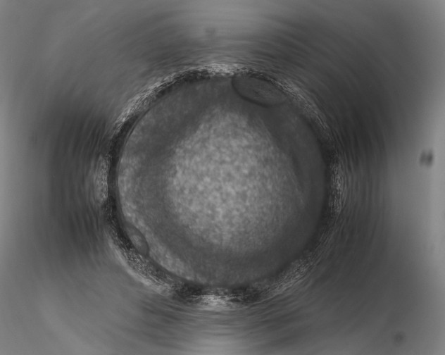 X0000115600496200912011530