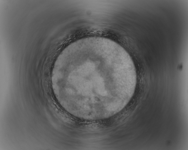 X0000115600769200912011525