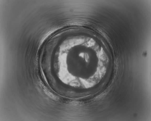 X0000115600779200912011525