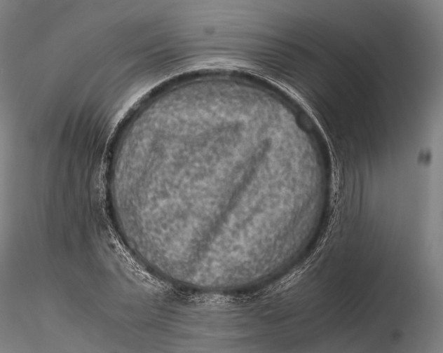 X0000115600783200912011525