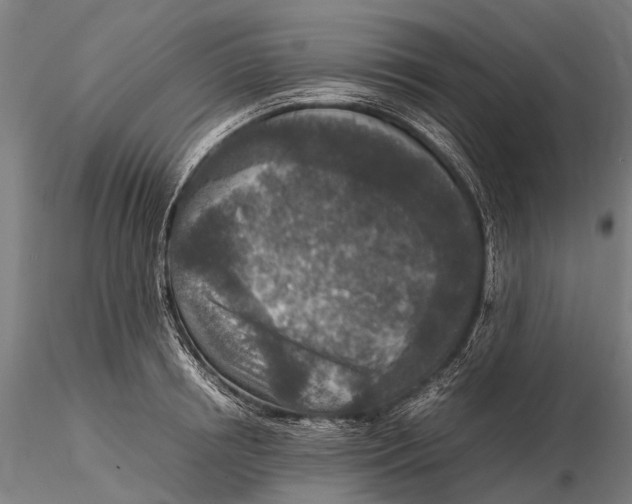 X0000115600850200912011525