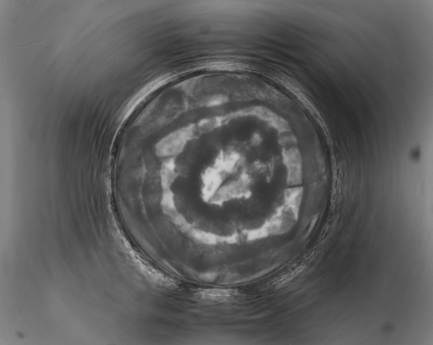 X0000115600853200912011525