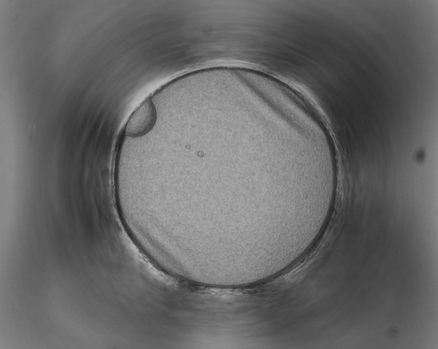 X0000115600910200912081110