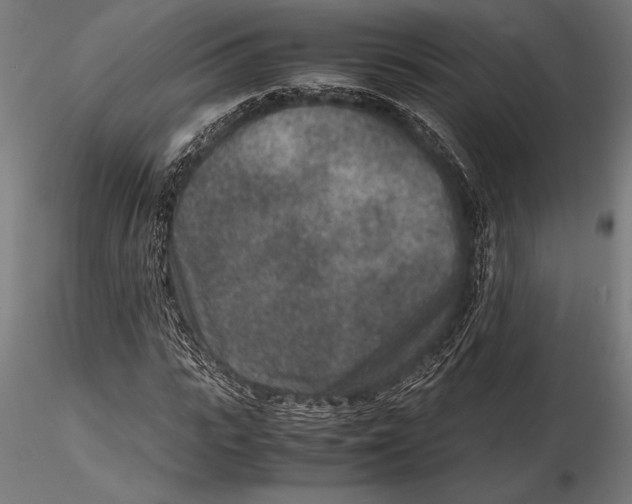 X0000115600919200912081110