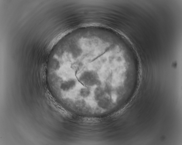 X0000115600921200912081110