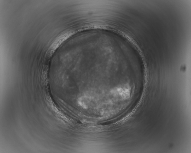 X0000115600977200912081109