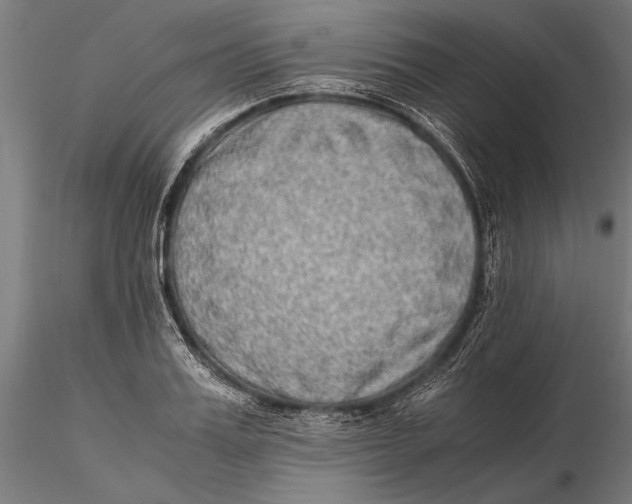 X0000115600987200912081109