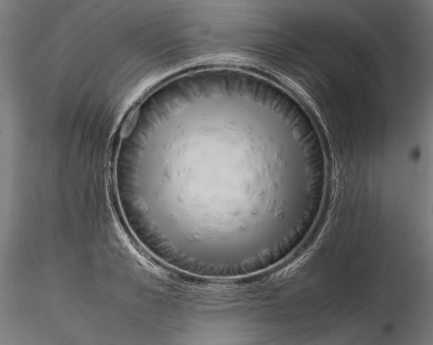 X0000115600989200912081109