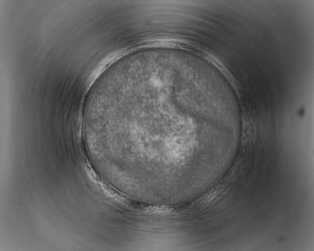 X0000115600994200912081109