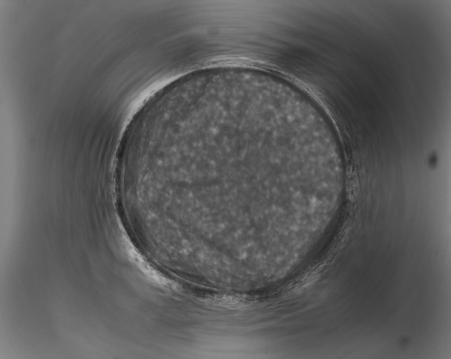 X0000115600995200912081109