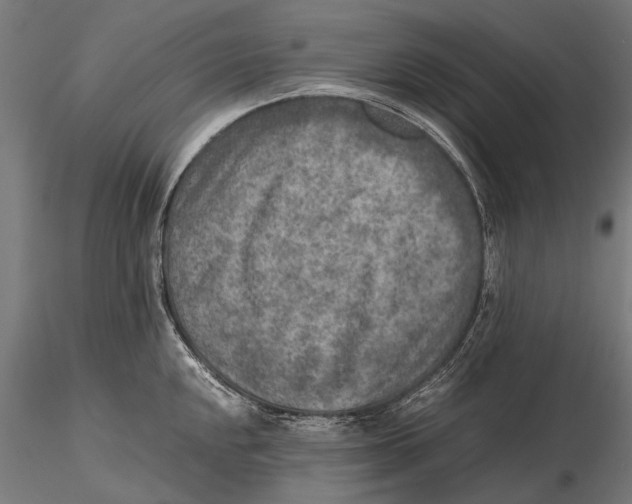 X0000115601048200912081109