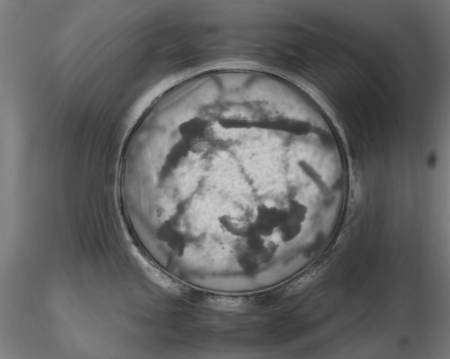 X0000115601245200912081106