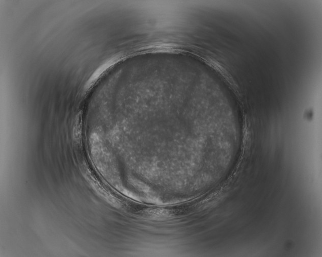 X0000115601450200912081102