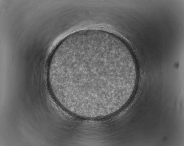 X0000115601506200912081101