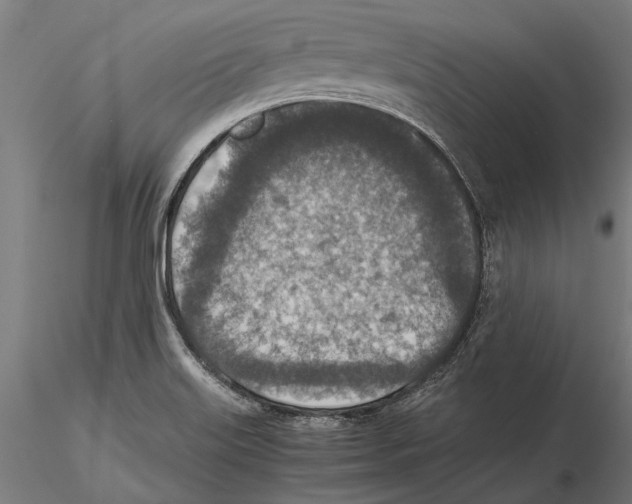 X0000115601515200912081101