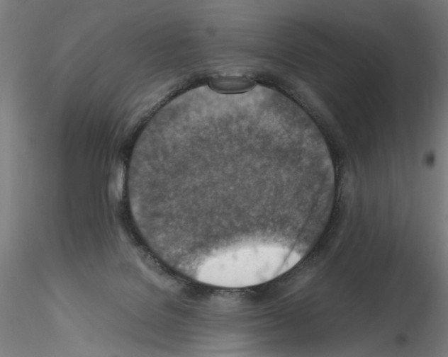 X0000115600076200912221155