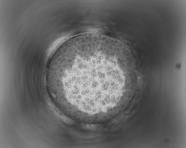 X0000115600149200912221153