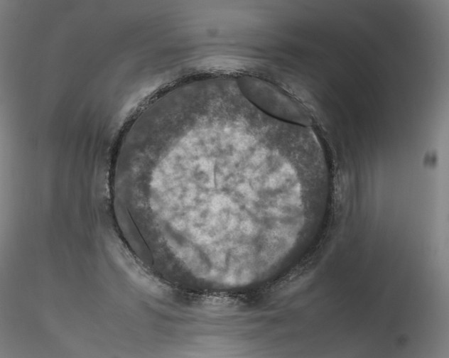 X0000115600399200912221150