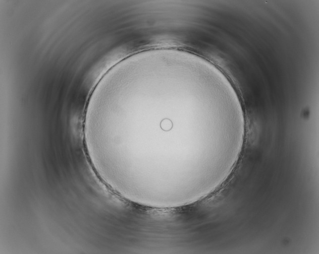 X0000115600810200912221145