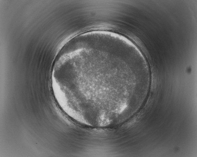 X0000115600850200912221144