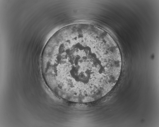 X0000115600907200912221143