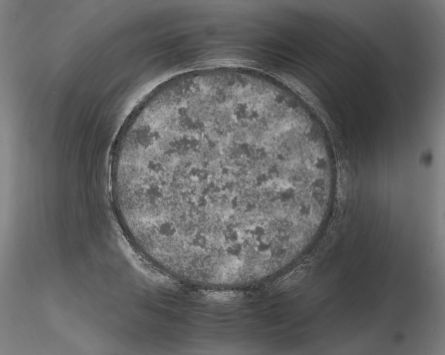 X0000115601031200912221142
