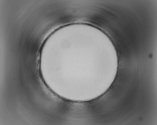 X0000115601126200912221140