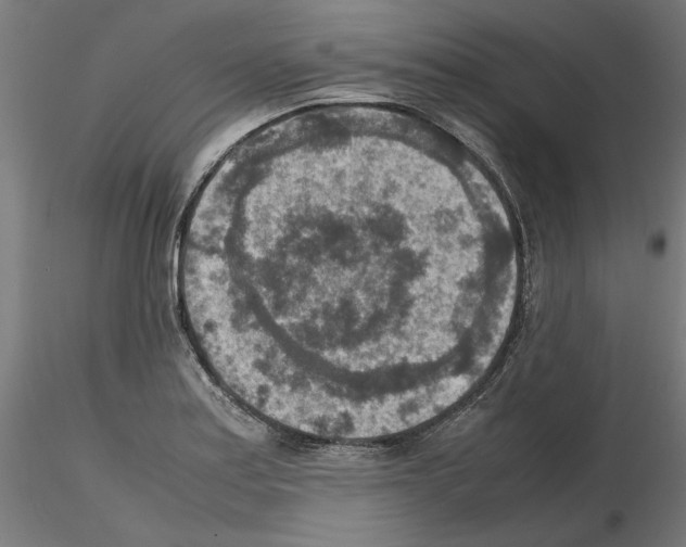 X0000115601179200912221140