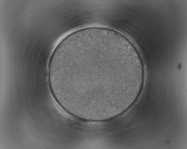 X0000115601246200912221139