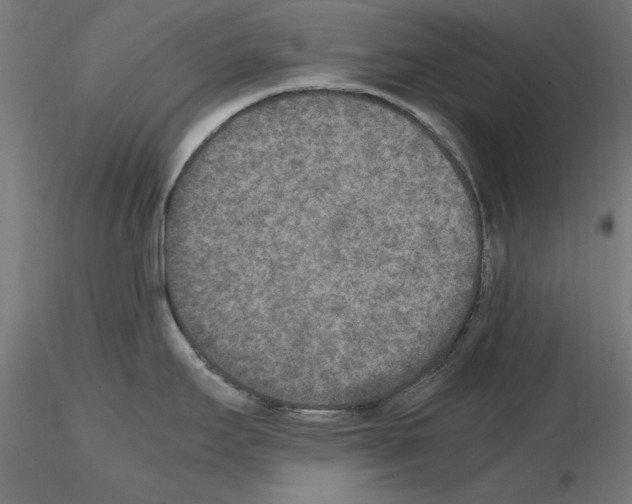 X0000115601295200912221138