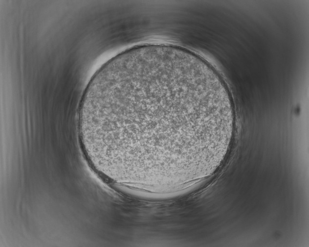 X0000115601335200912221138