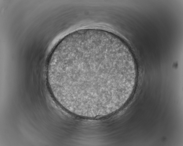 X0000115601506200912221135