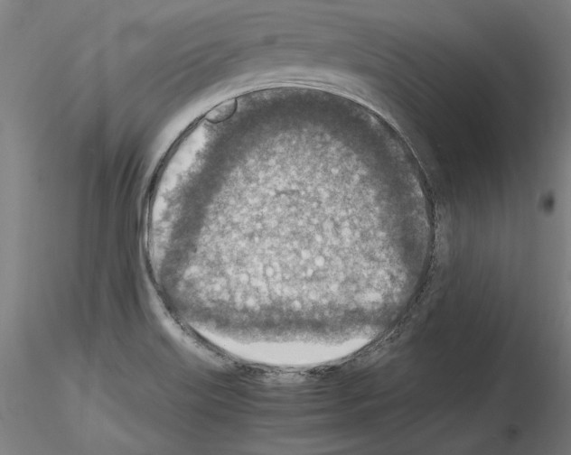 X0000115601515200912221135