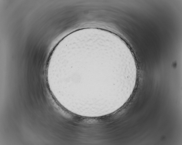 X0000115601517200912221135