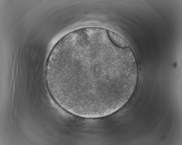 X0000115601527200912221135