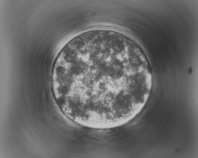 X0000115601533200912221135