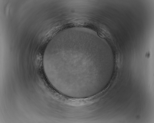 X0000115610029200912011602