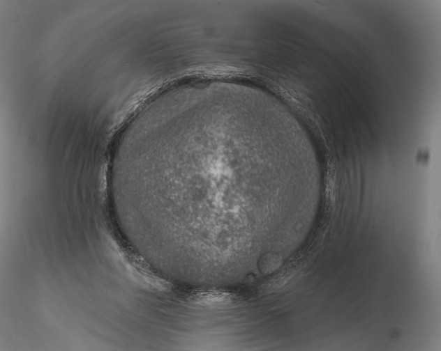 X0000115610206200912011559