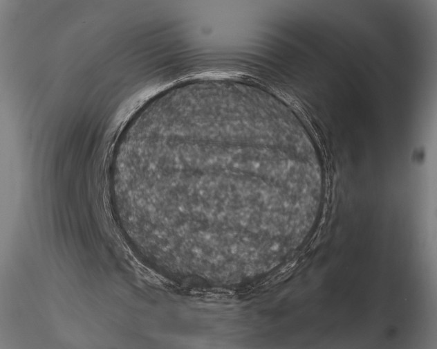 X0000115610337200912011556