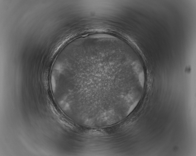 X0000115610386200912011556